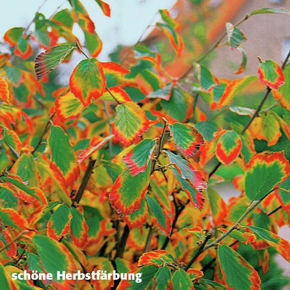 Zaubernuss Feuerzauber, rot