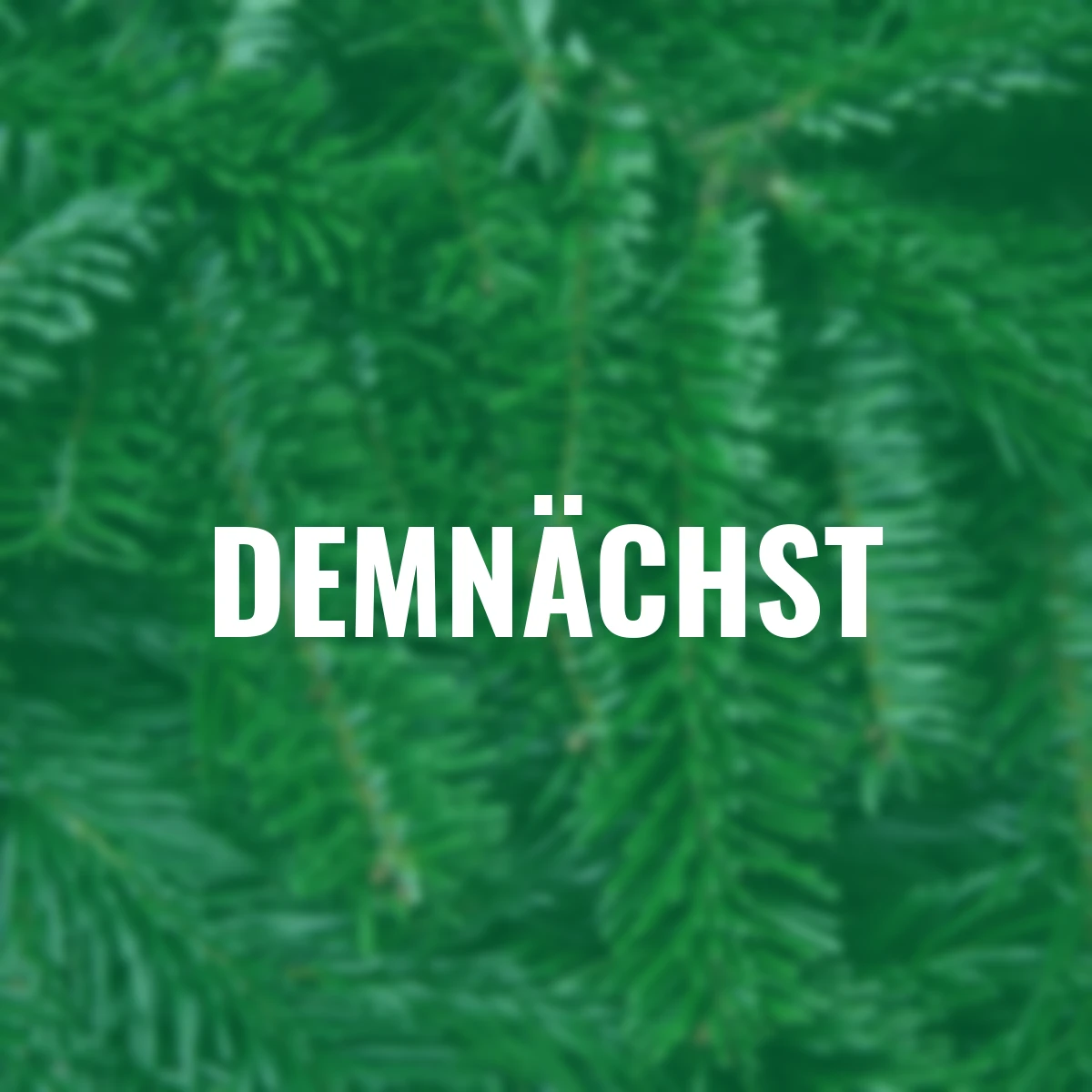 Nordmann-Tanne, Bund 500 g