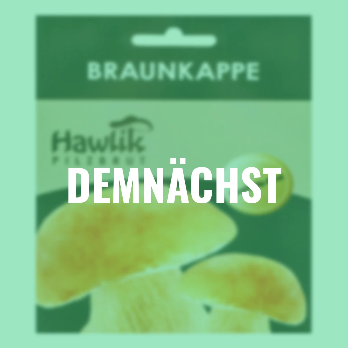 Dübel-Pilzkultur Braunkappe