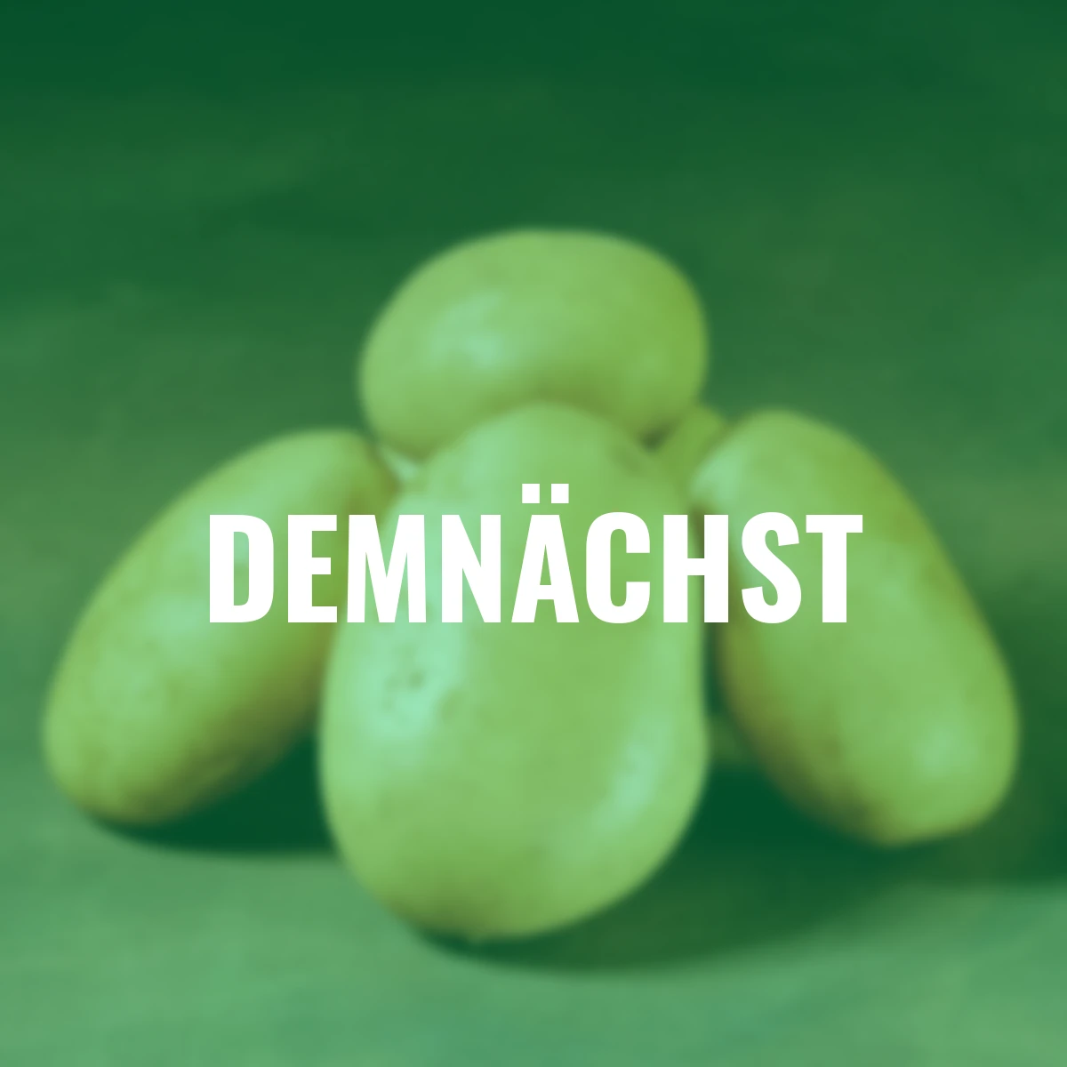 Kartoffel Folva 5 kg