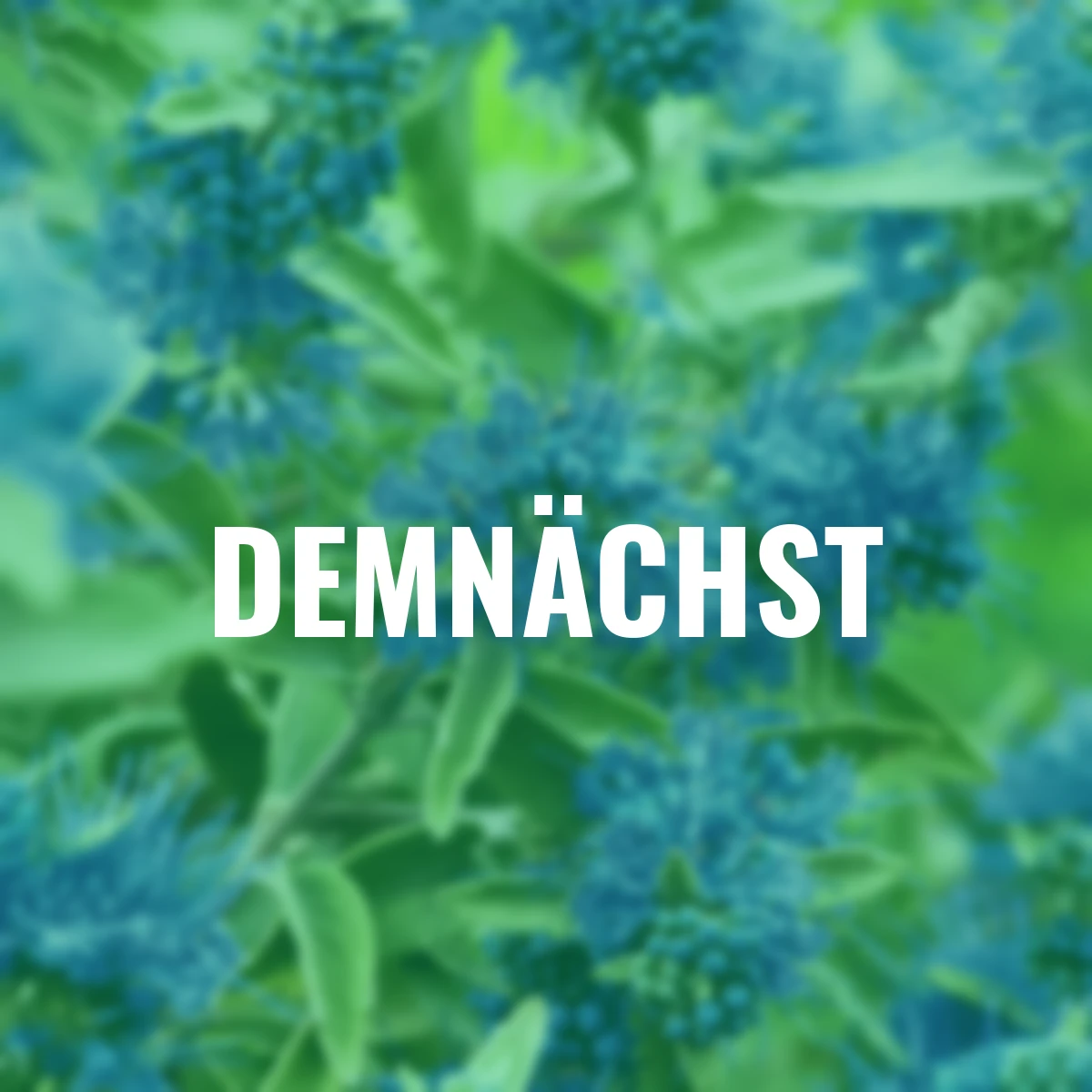 Bartblume Sterling Silver®