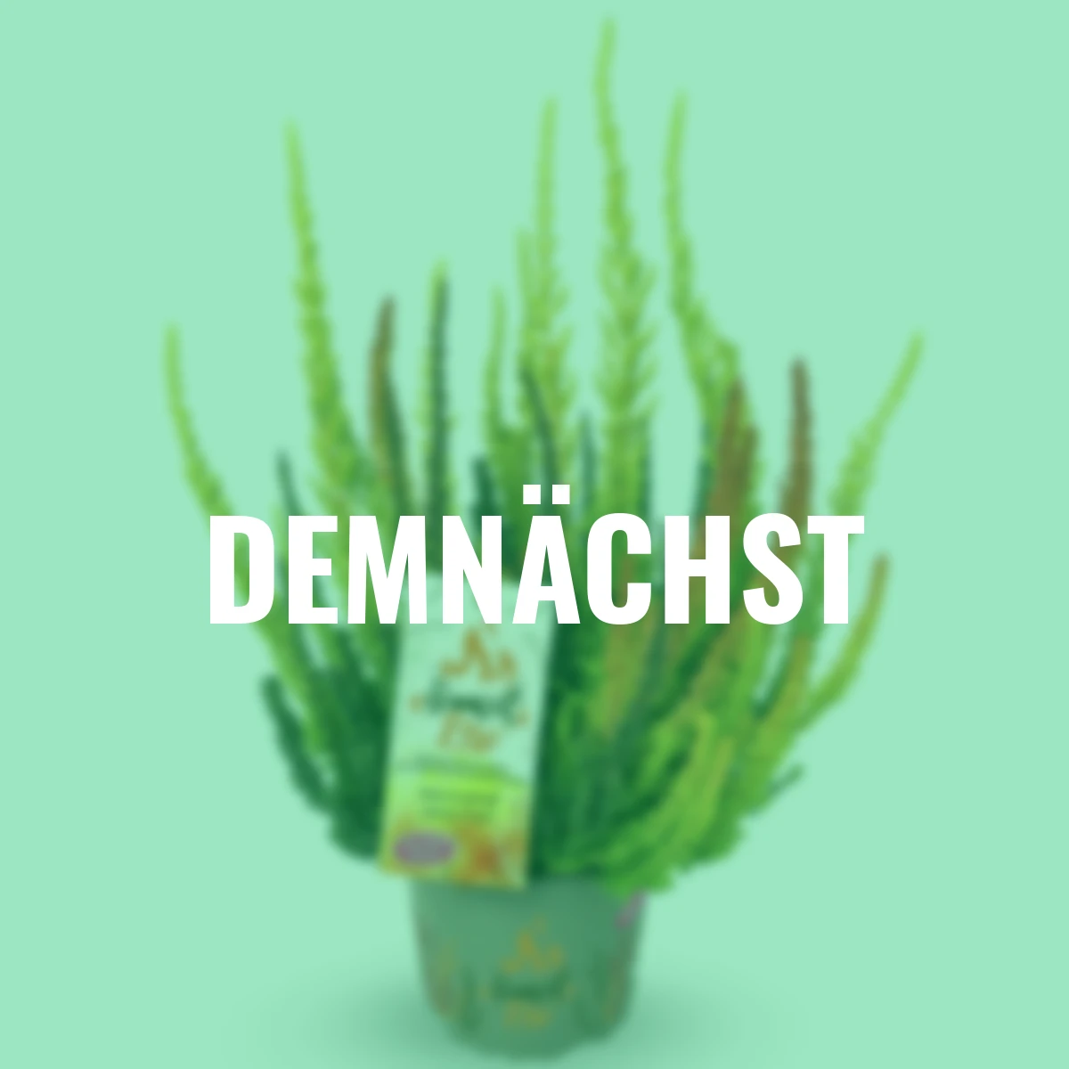 Knospenheide Gardengirls® Sunset Fire Trio