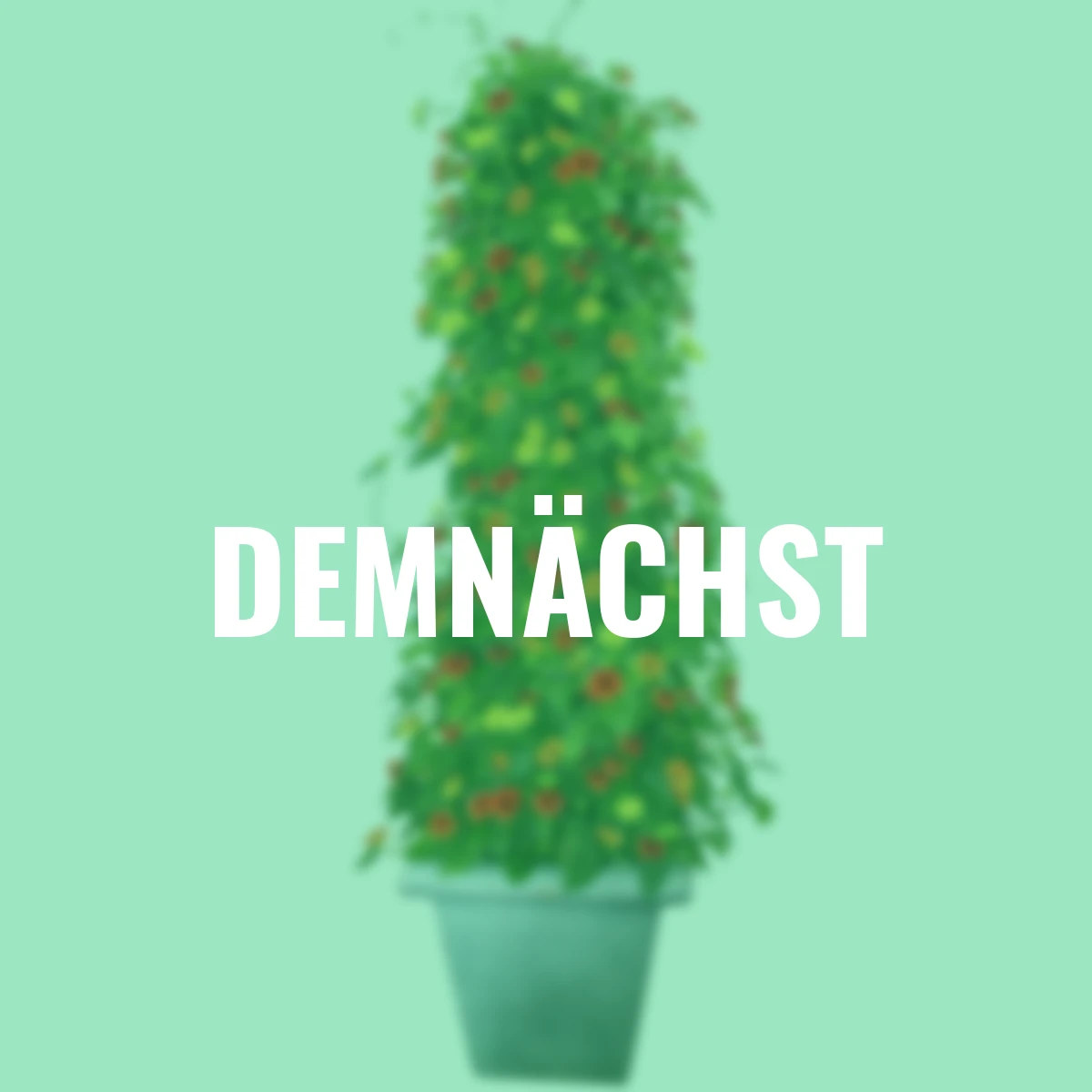 Set Schwarzäugige Susanne, rot-gelb-orange