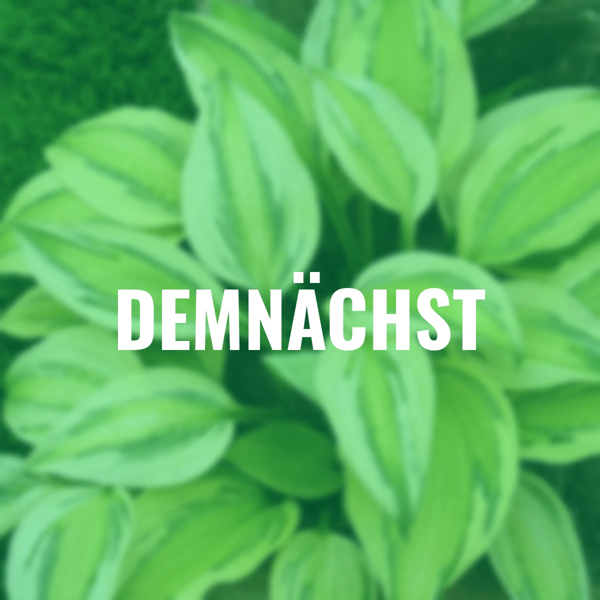 Funkie Captains Adventure