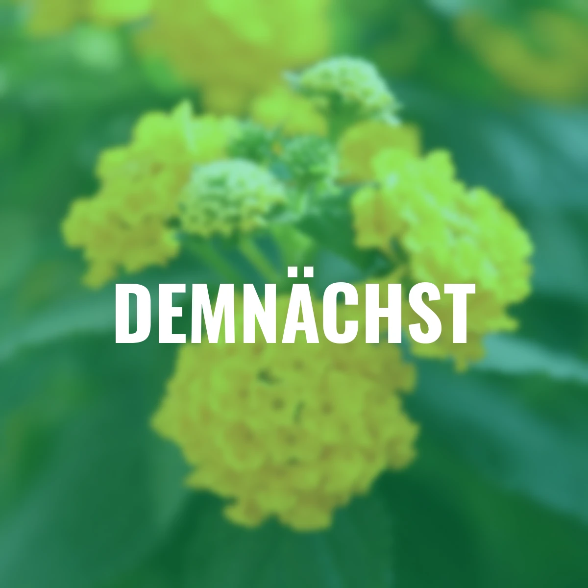 Wandelröschen-Stämmchen, gelb