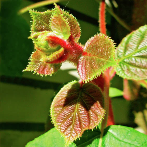 Kiwi 2er-Set, männlich u. weibliche Pflanzen