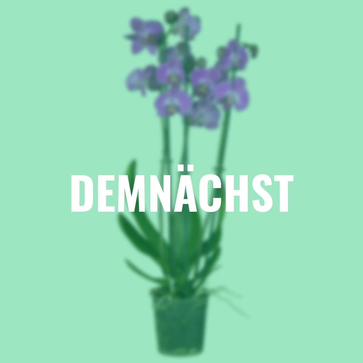 Pinke Schmetterlings-Orchidee, Höhe ca. 50-60 cm