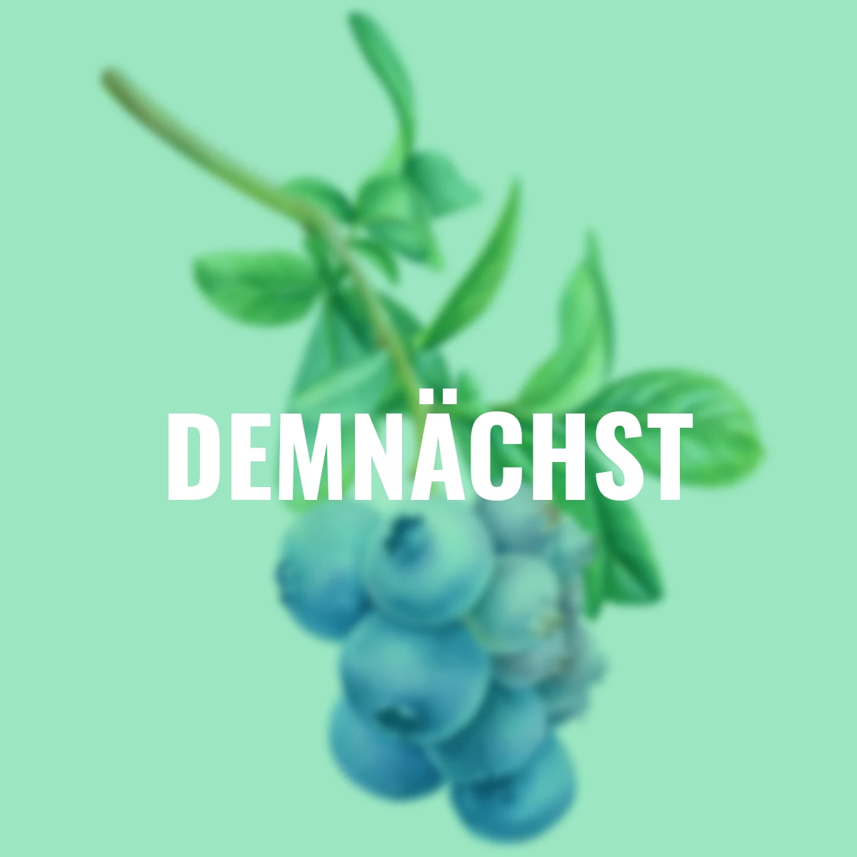 Kulturheidelbeere Greta