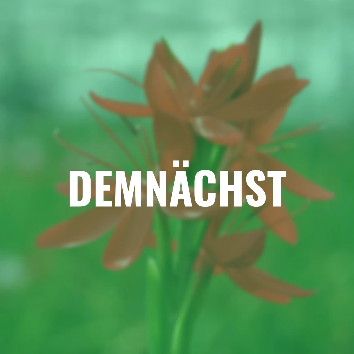 Sumpfspaltgriffel Major