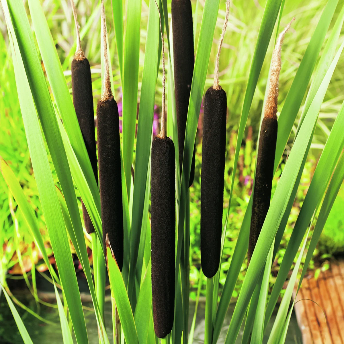 Schmalblättriger Rohrkolben, im ca. 17 cm-Topf