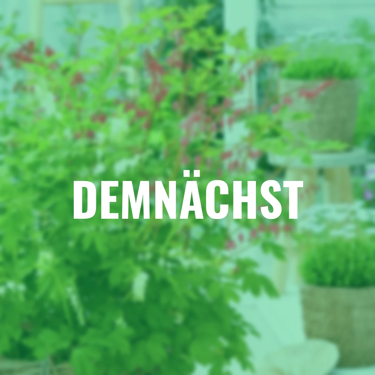 Tränendes Herz Love-Mischung