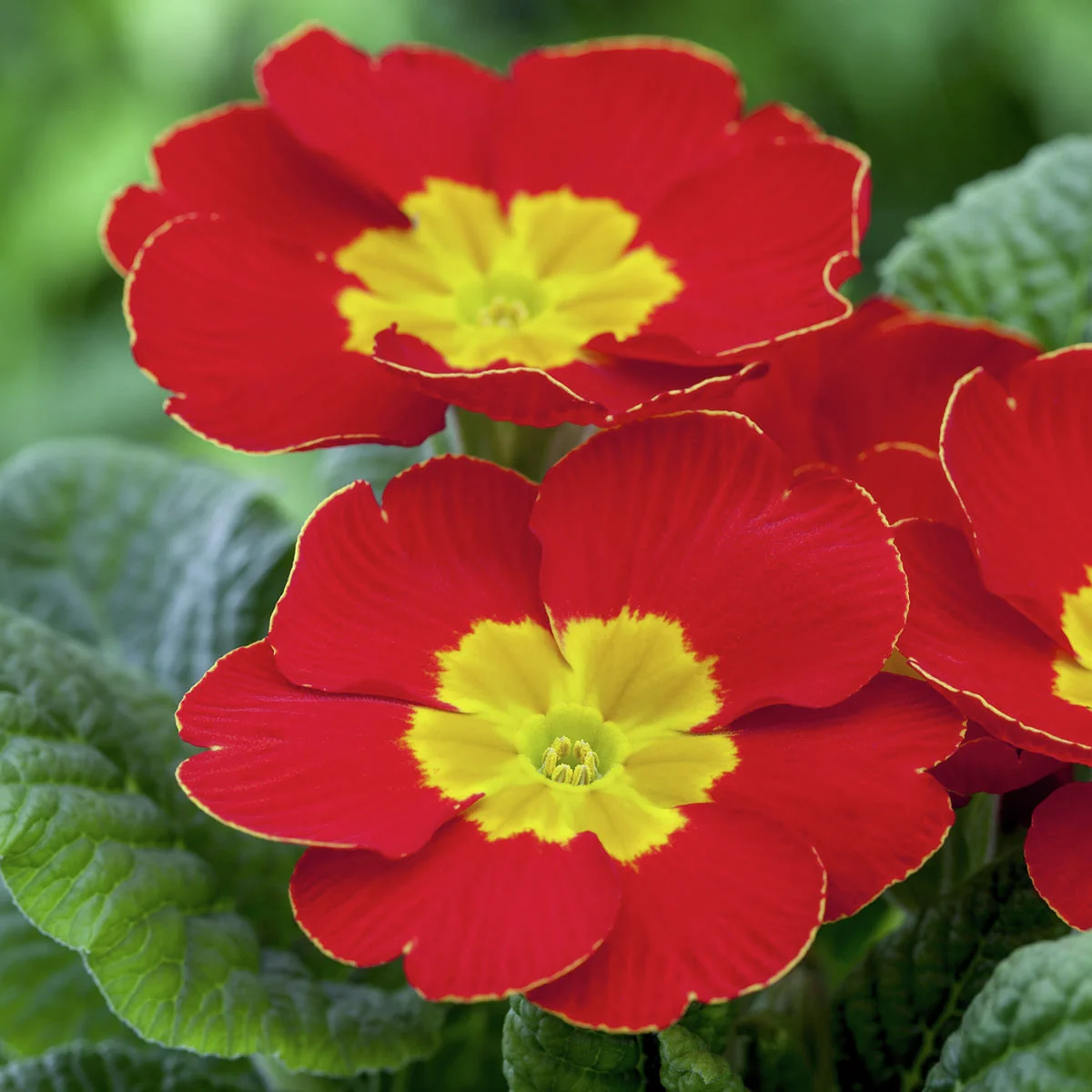 Rote Stängellose Gartenprimel