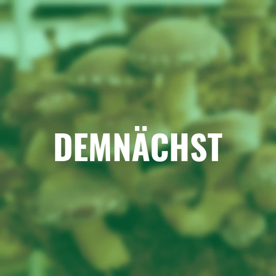 Pilzkultur-Set Shii-Take