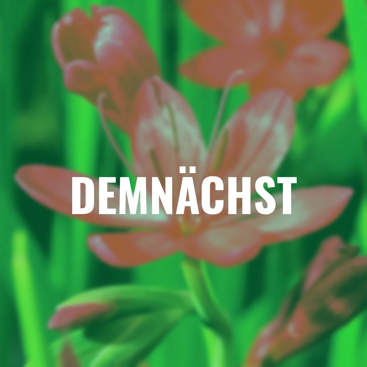 Sumpfspaltgriffel Major