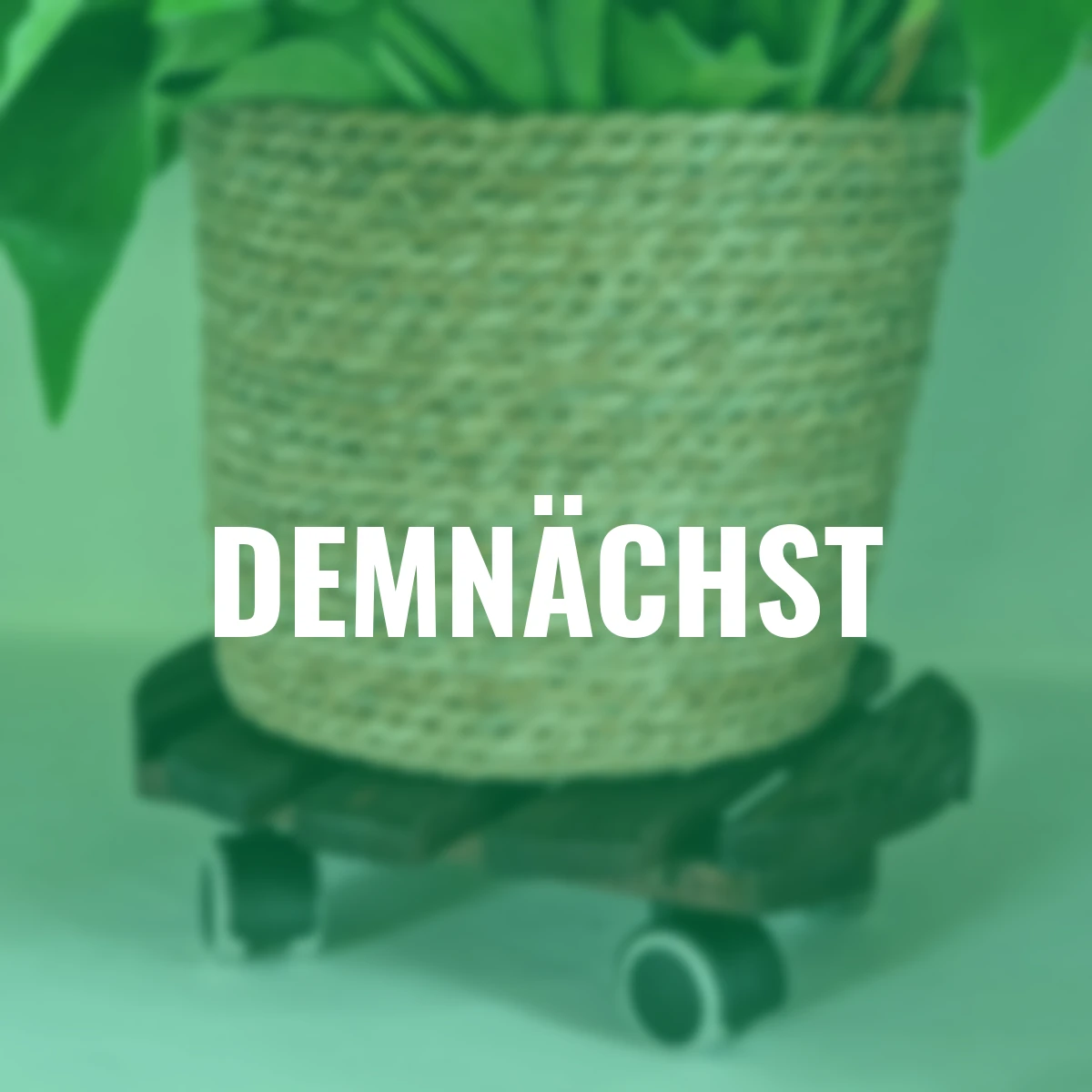 Kübelroller Kiefer geriffelt, Ø 29cm, schokobraun