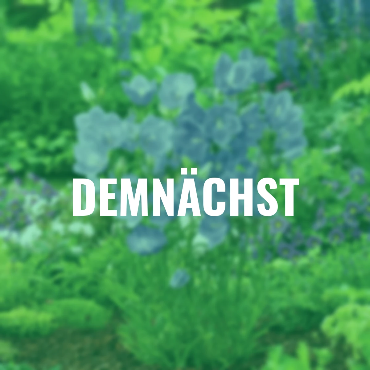 BIO Pfirsichblättrige Glockenblume