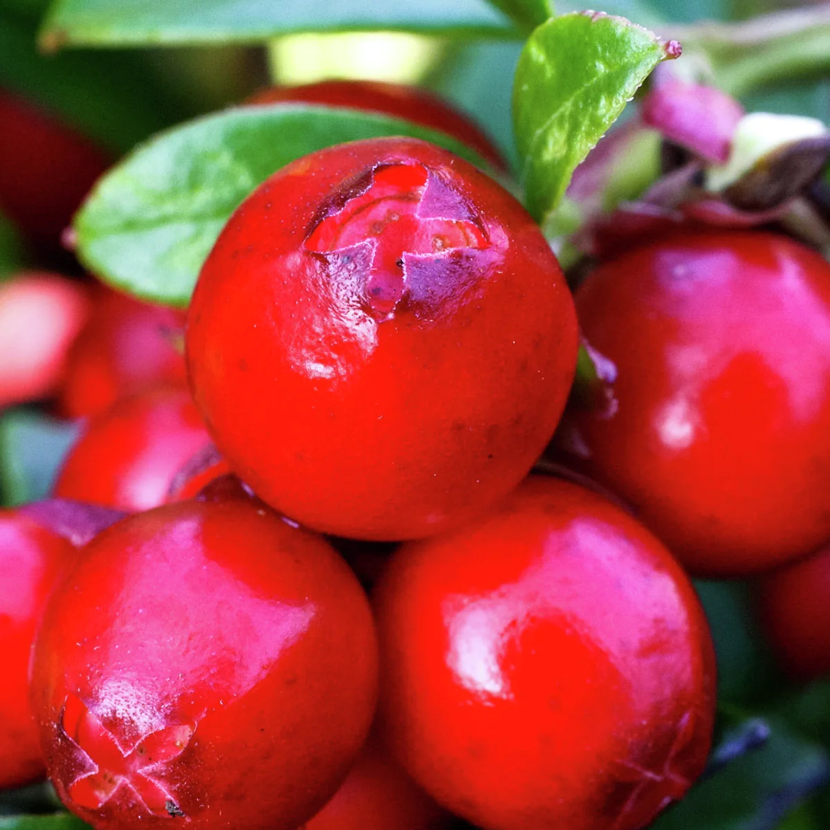 Preiselbeere Miss Cherry