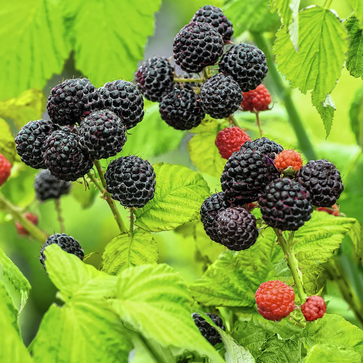 Himbeere Black Jewel