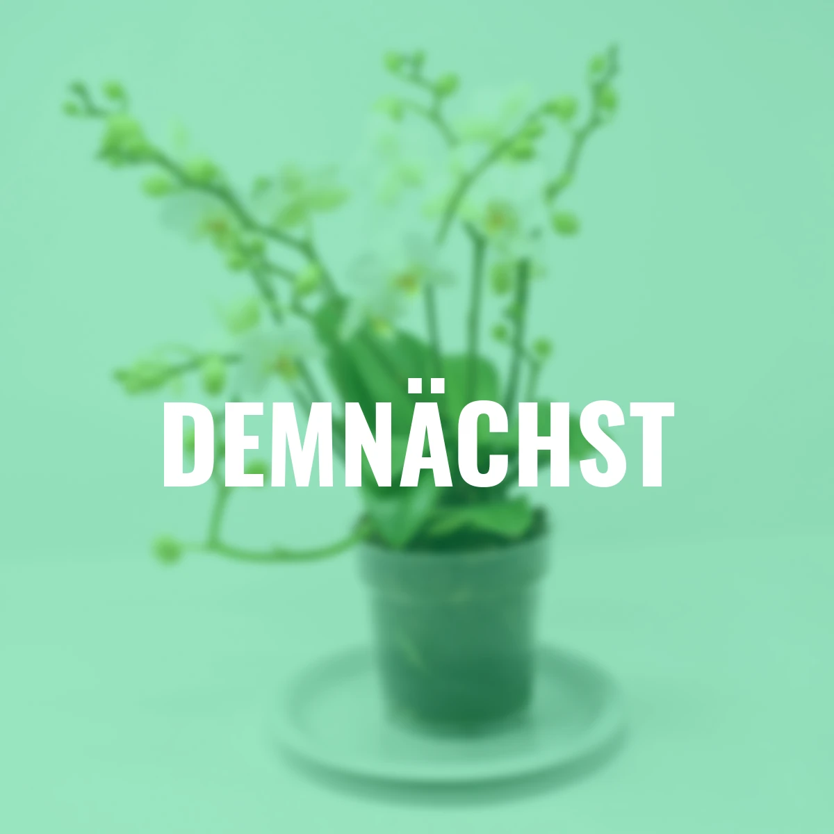 Schmetterlings-Orchidee Lausanne, ungestäbt, Höhe ca. 40-50 cm