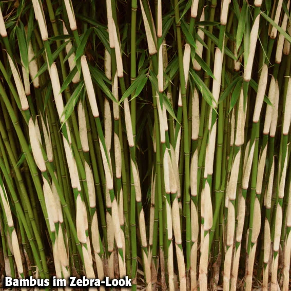 Zebra-Bambus Campbell