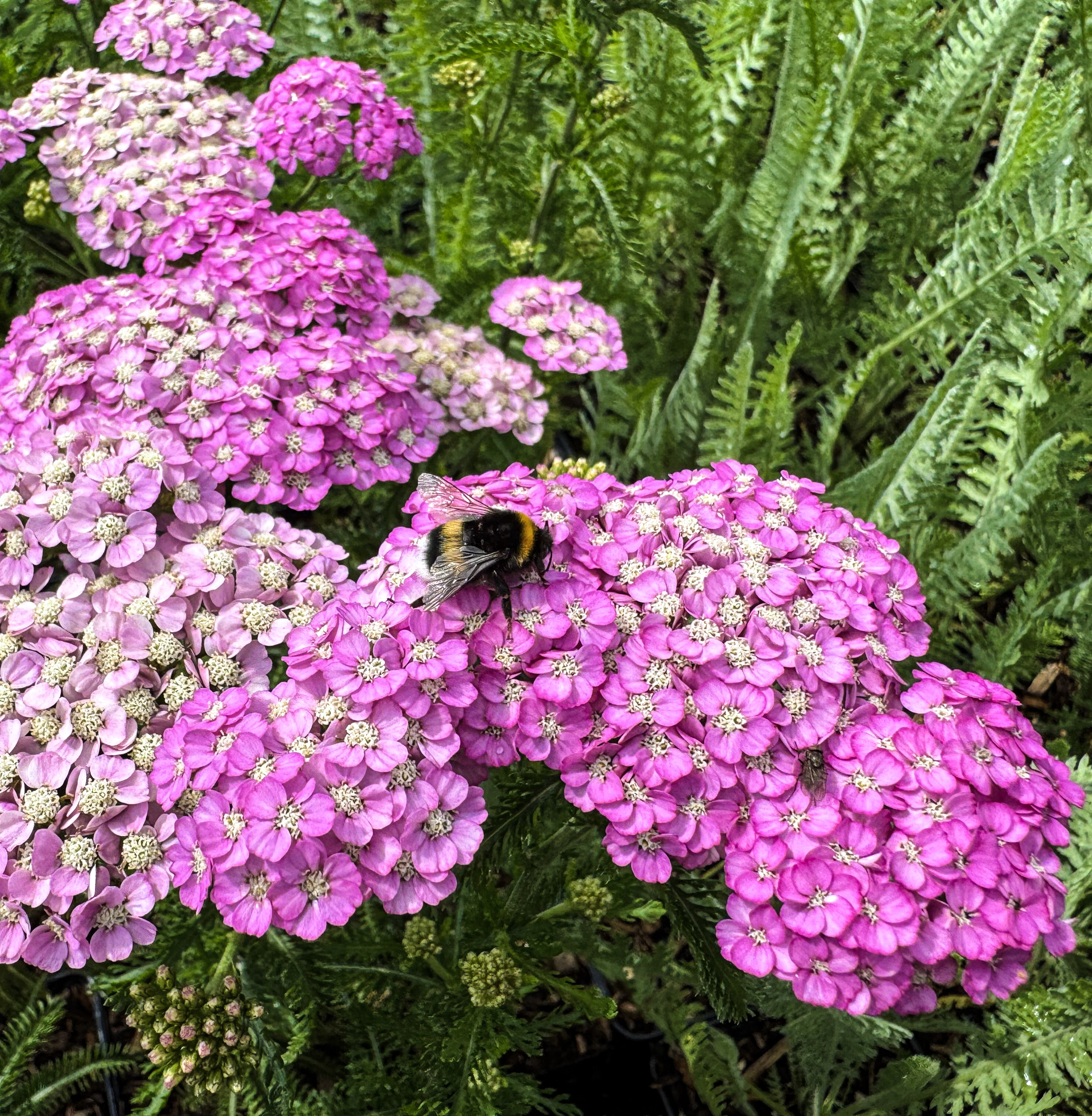 Schafgarbe Lilac Beauty