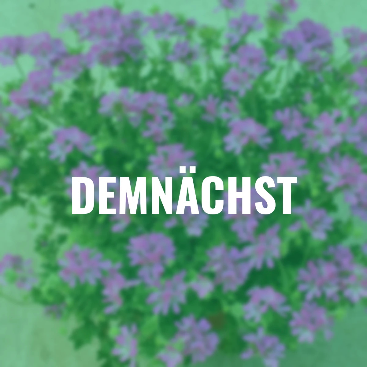 Sommerblumen-Set Duftgeranien-Mix Anti Mosquito, 3 Stück