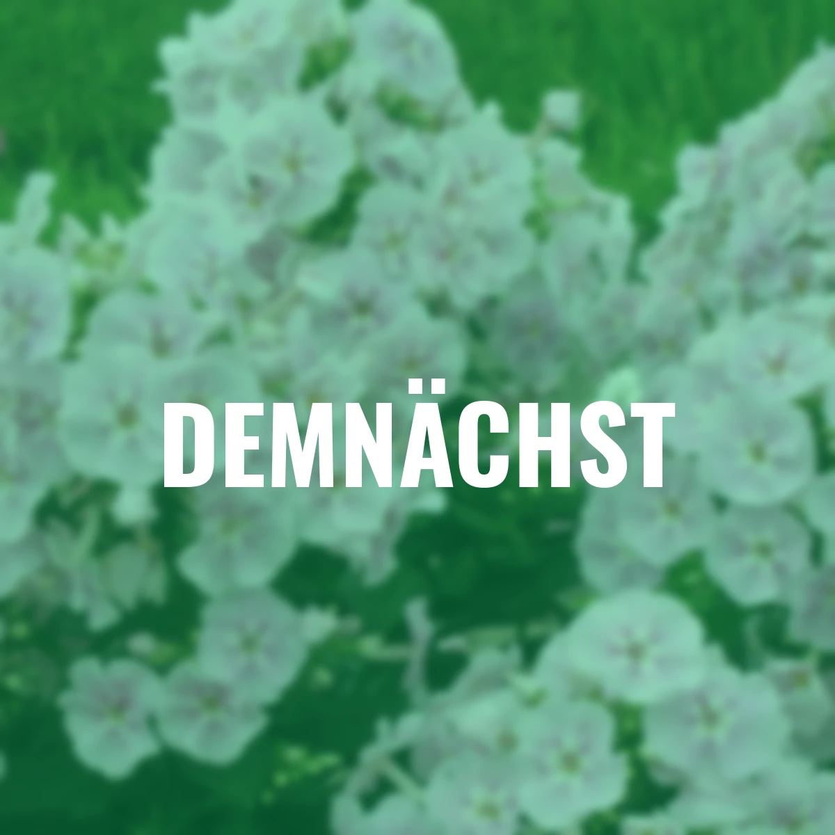 Phlox Younique Bicolor