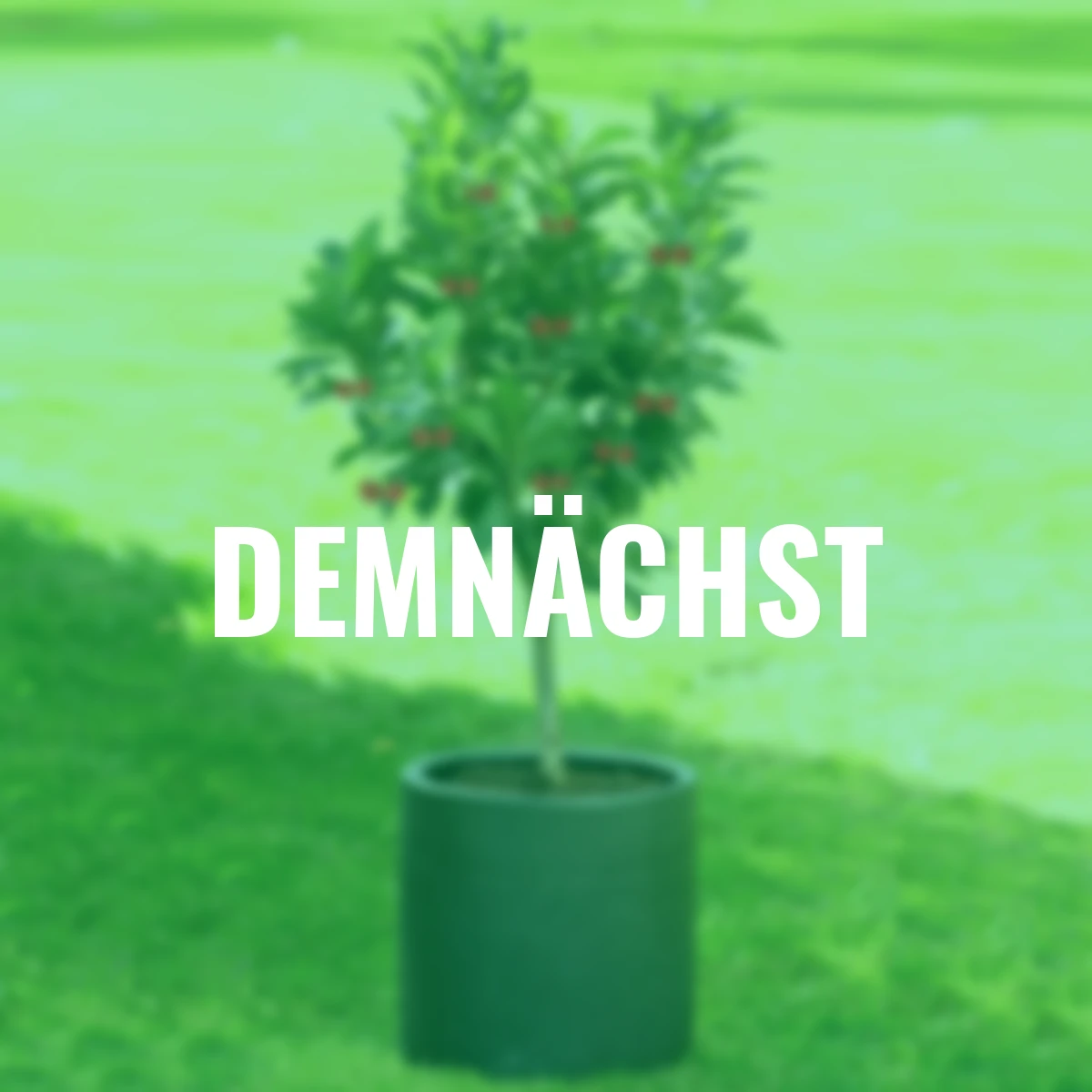 Zwergobst Sauerkirsche Piemont