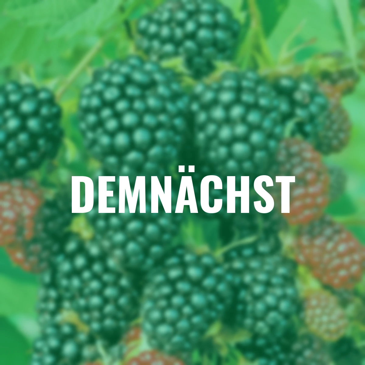 Brombeere Loch Ness(S)