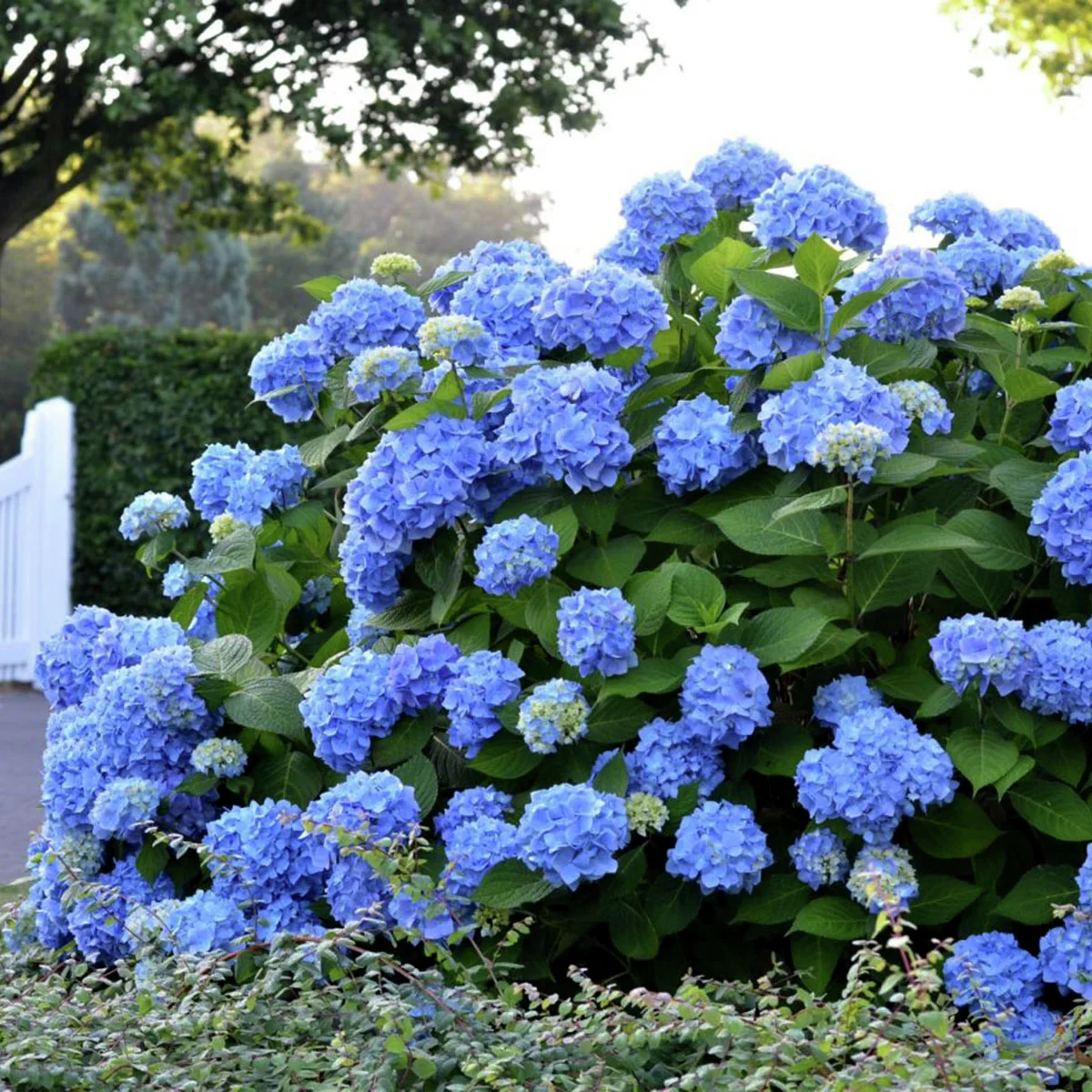Hortensie Endless Summer® The Original, blau, im ca. 19 cm-Topf