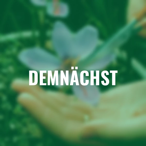 Safrankrokus, herbstblühend