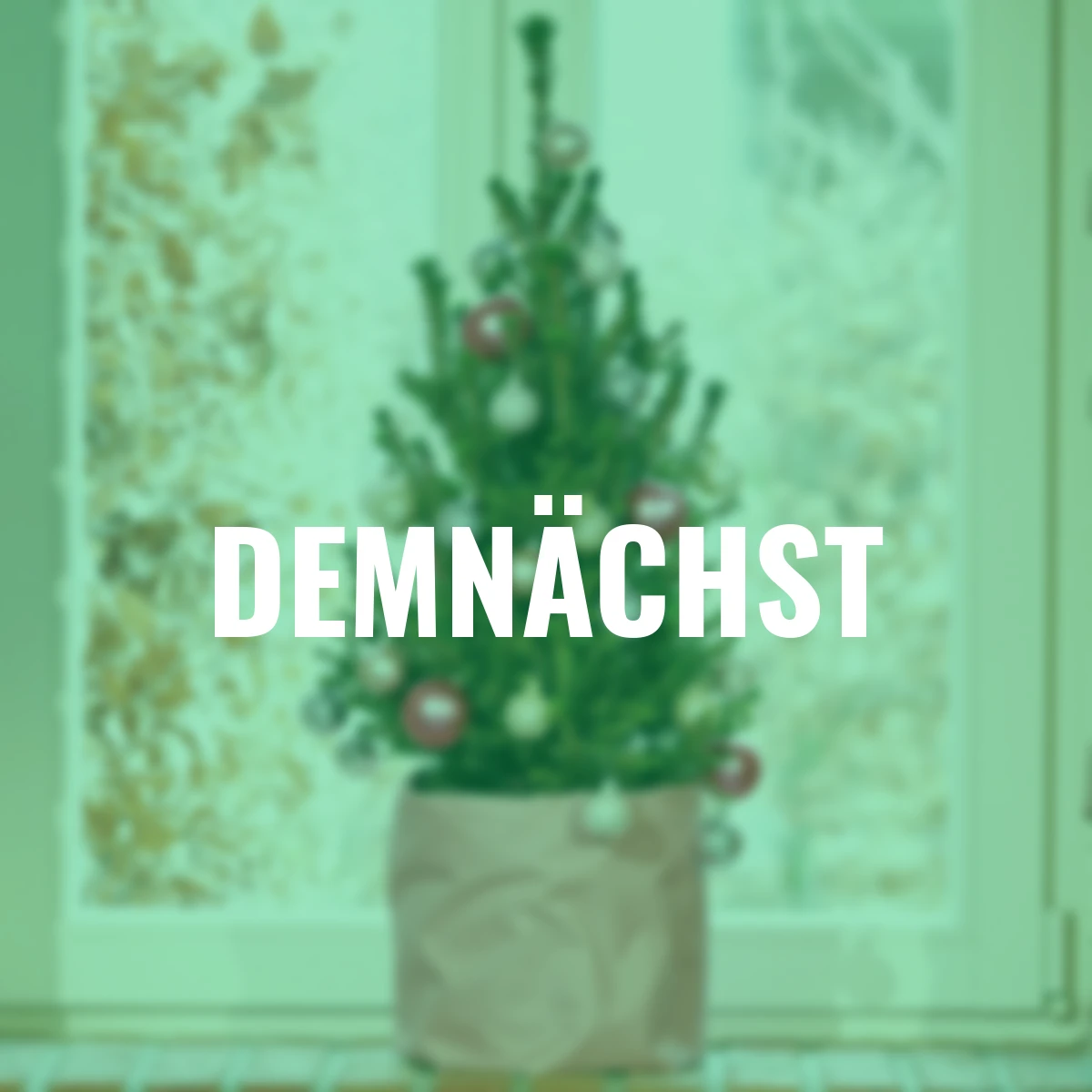 Zwergfichte Little Santa®