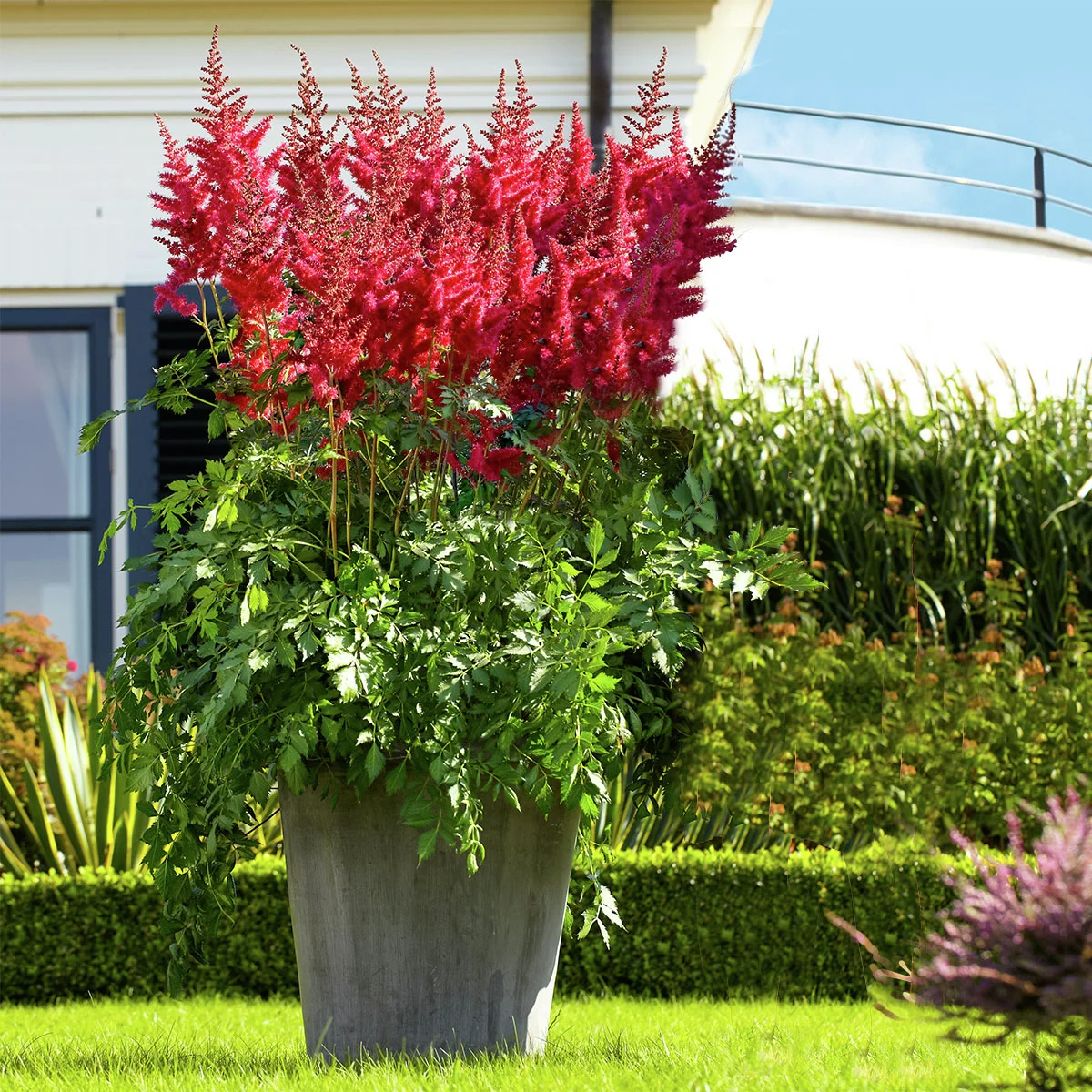 Rote Riesenprachtspiere