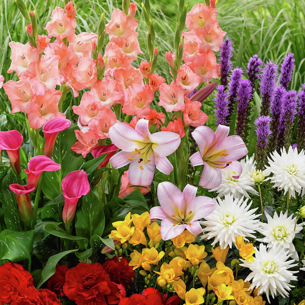 Blumenzwiebel-Set Bunter Sommer