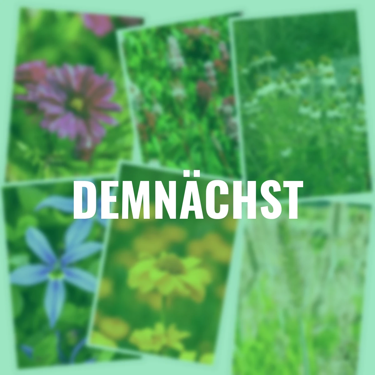 Stauden-Set Herbst-Mix