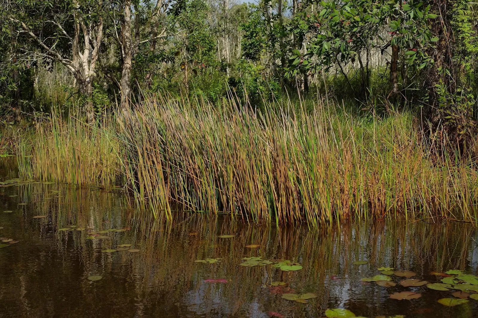 Buntblättrige Segge Variegata (Garten-Segge)