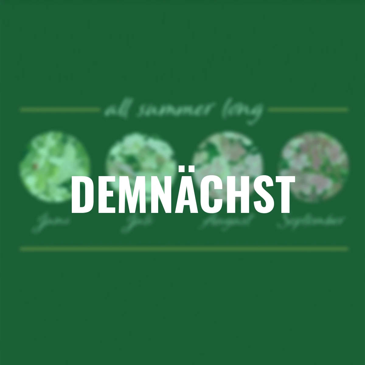 Rispen-Hortensie Switch® Ophelia, im ca. 15 cm-Topf