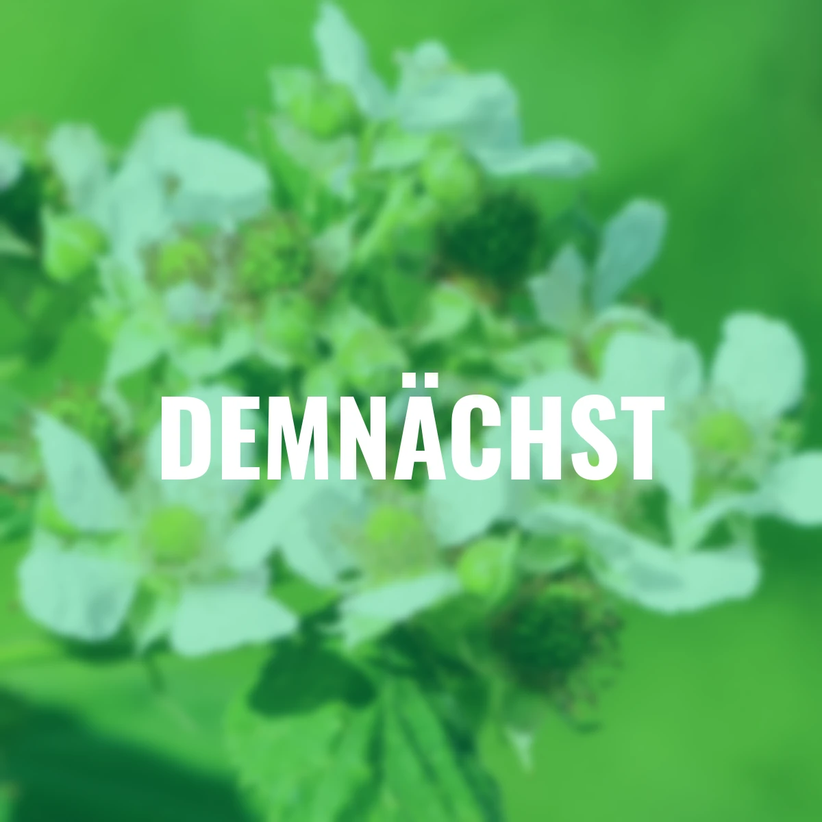 Japanische Weinbeere, Höhe ca. 40-50 cm