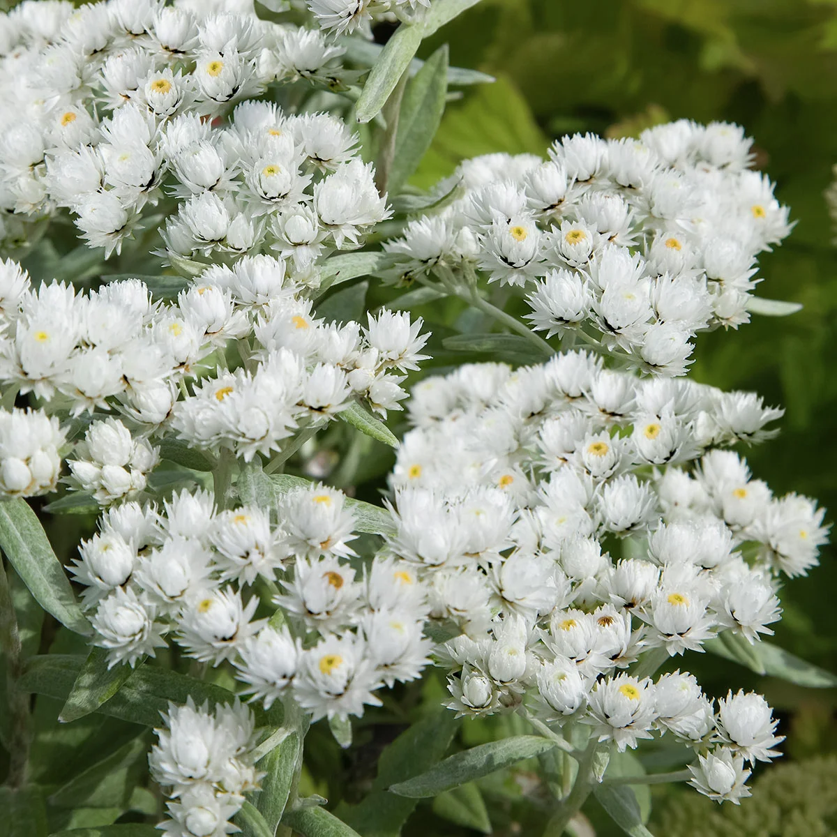 Perlkörbchen Silver Wave