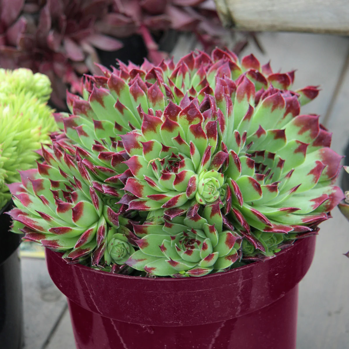 Hauswurz, mehrfarbig