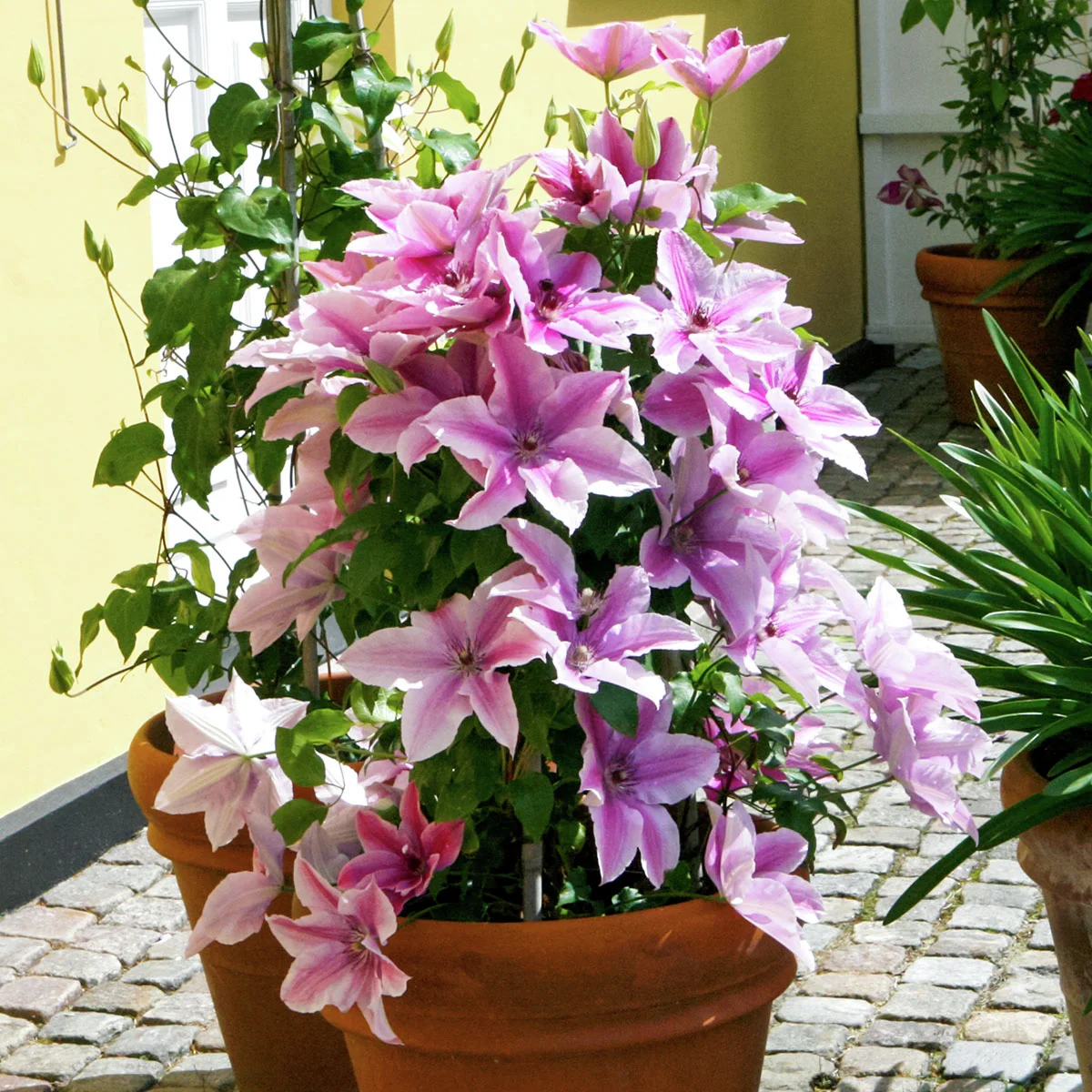 Clematis Ooh La La(TM) BOULEVARD(R)