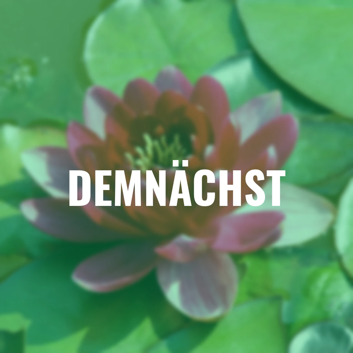 Seerose James Brydon, rot