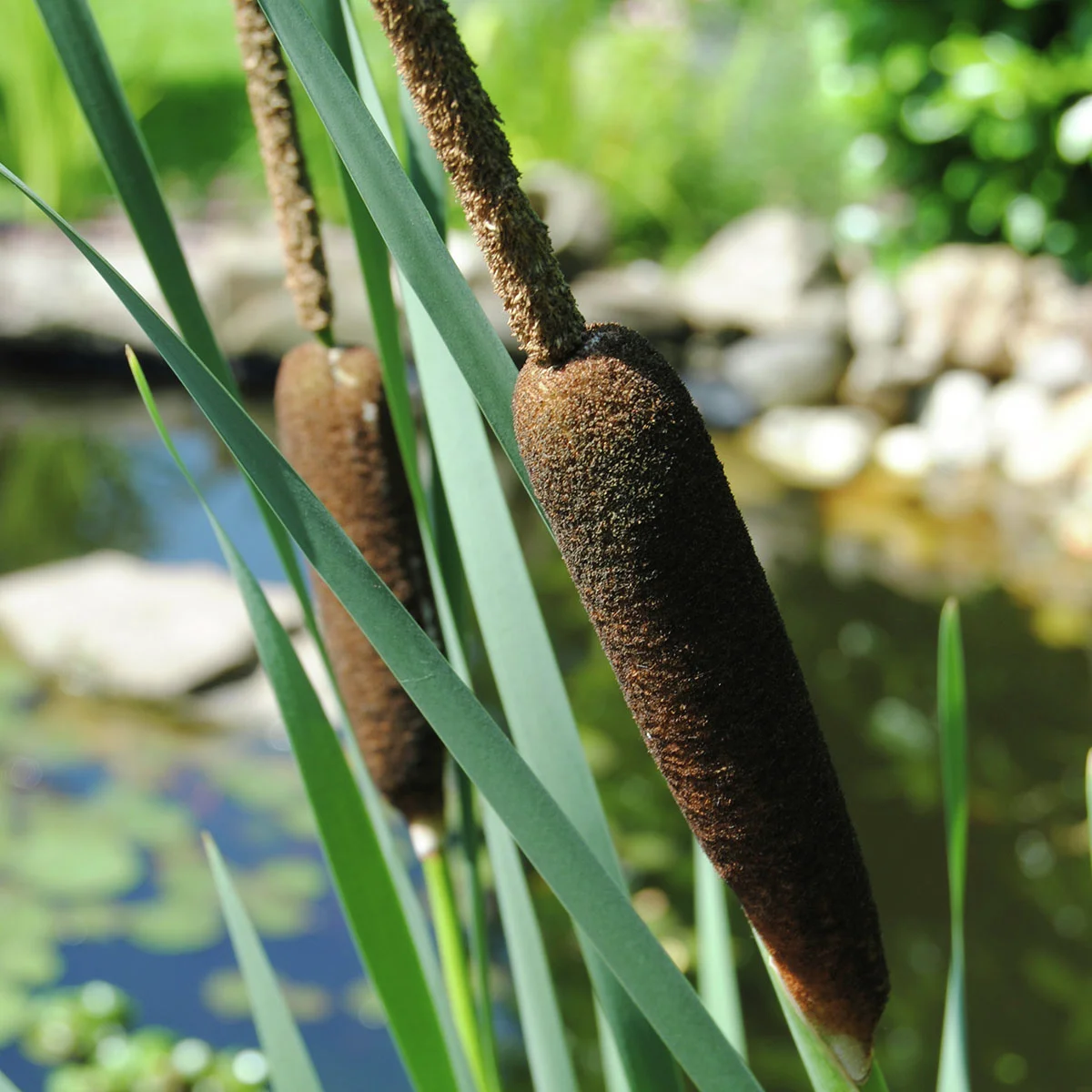 Schmalblättriger Rohrkolben, im ca. 17 cm-Topf