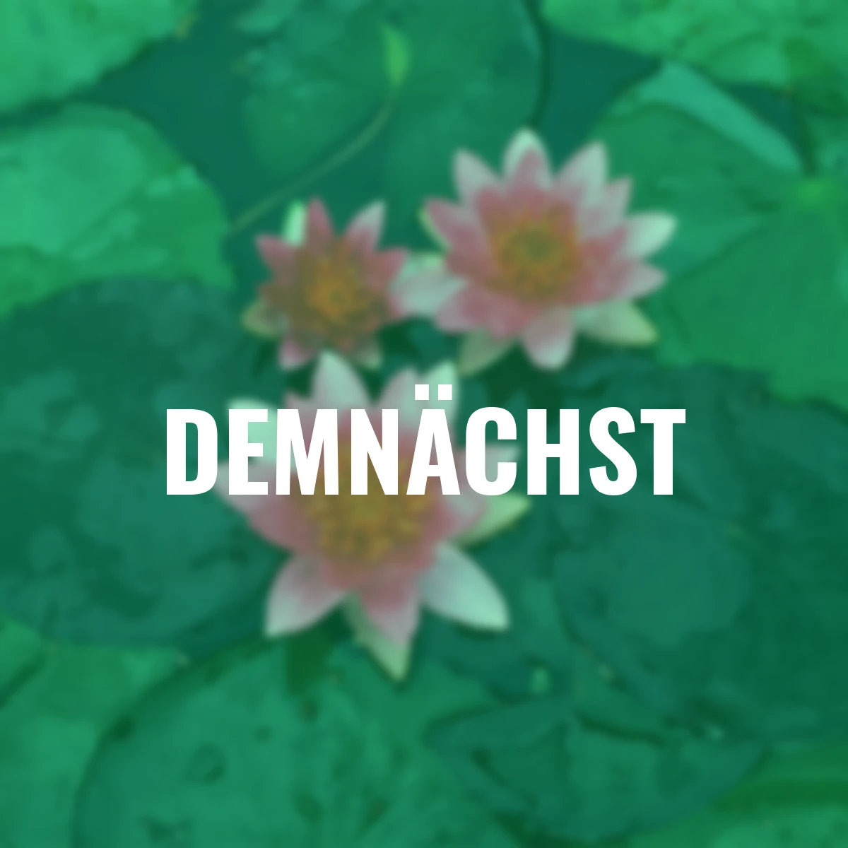 Zwergseerose, pink-rosa