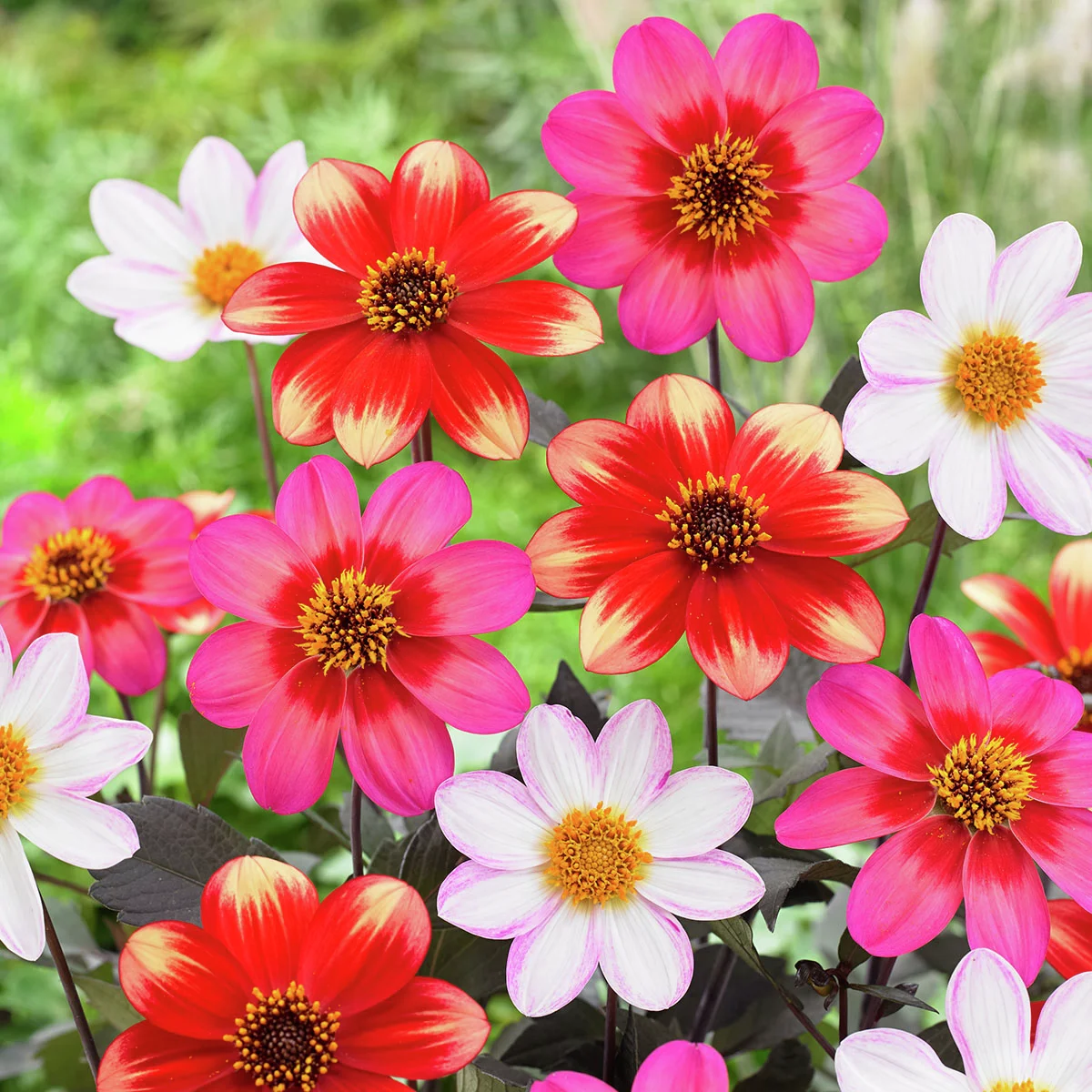 Dahlien-Mischung Dahlegria