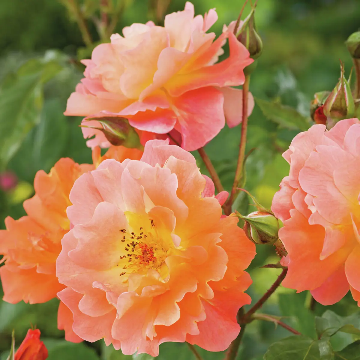 Strauchrose Westerland