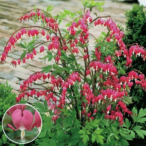 Tränendes Herz Der Klassiker