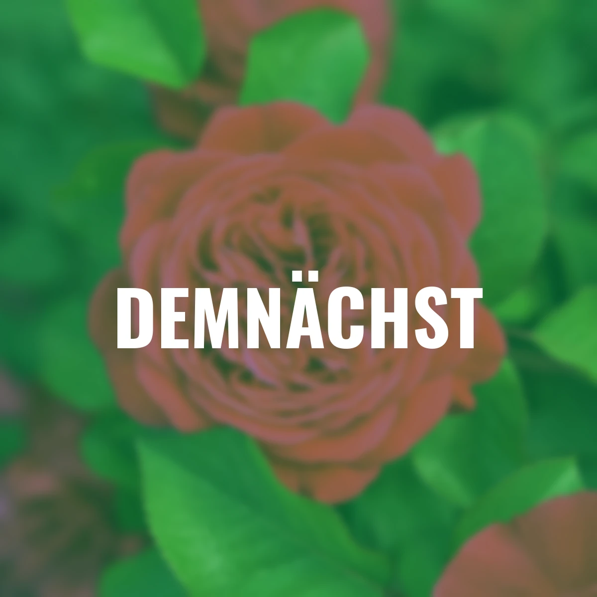 Sense of Love®-Duftrose André Rieu™