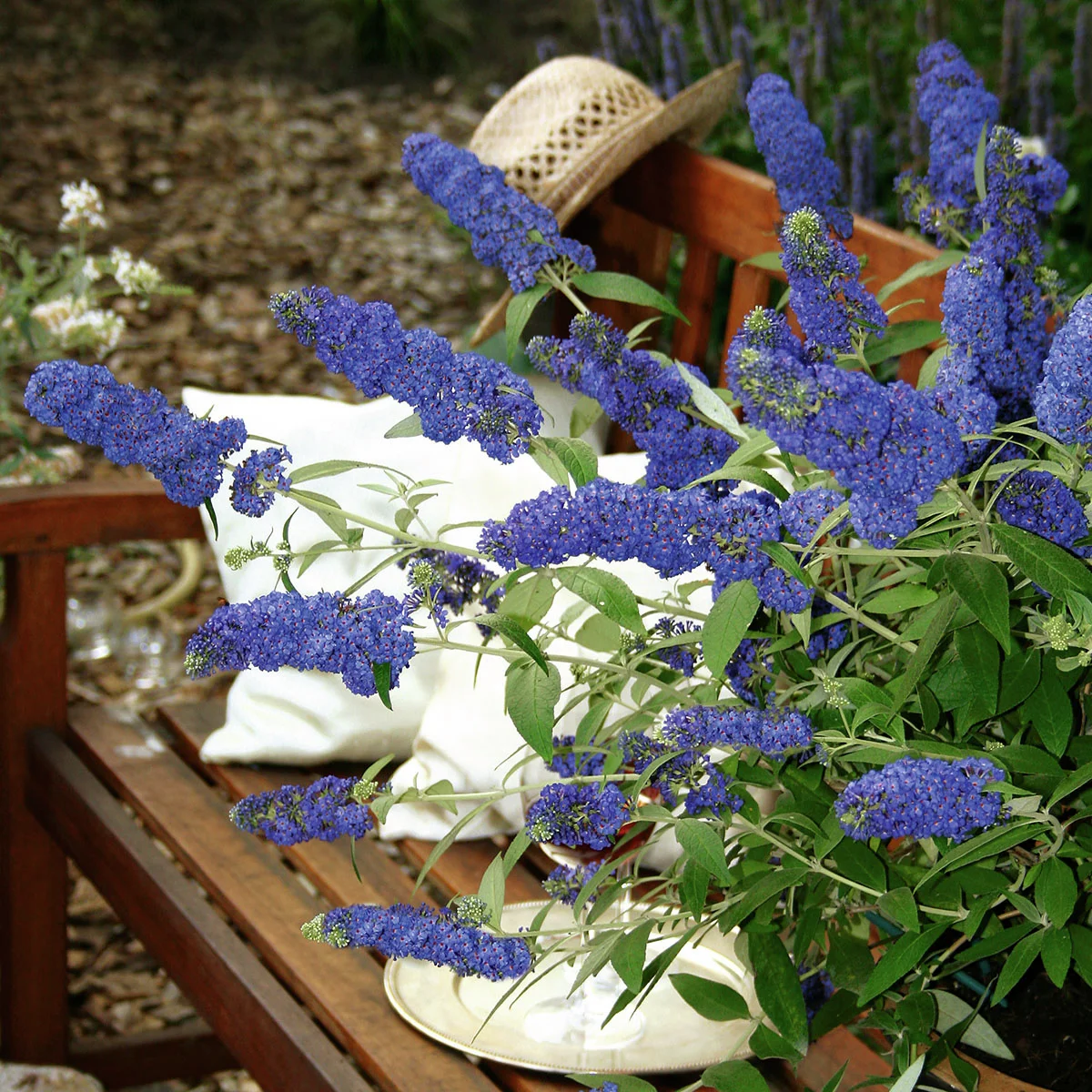 Zwerg-Schmetterlingsflieder Adonis Blue