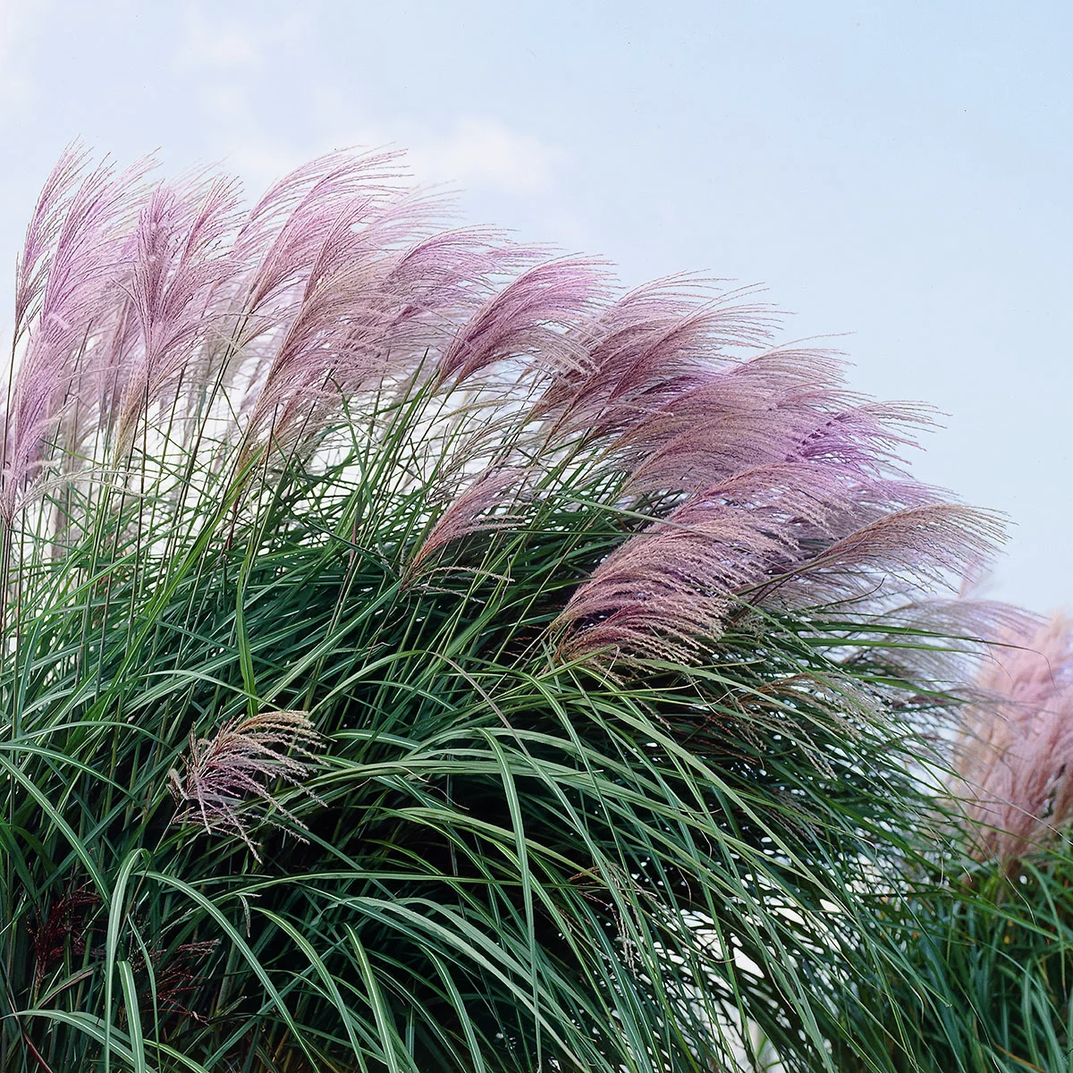 Chinaschilf Flamingo